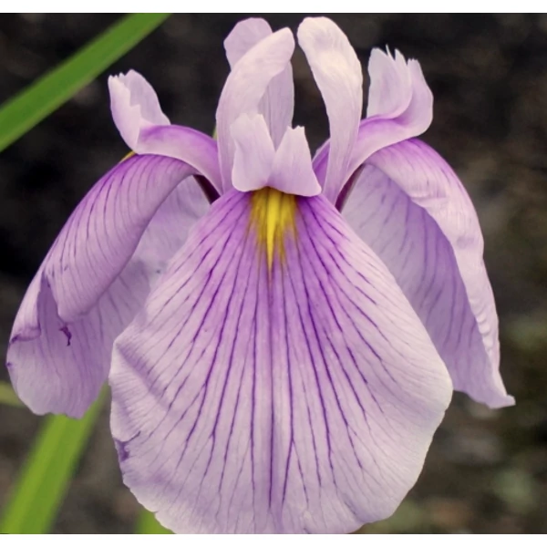 Iris ensata Rose Queen - Japán mocsári nőszirom Cs14