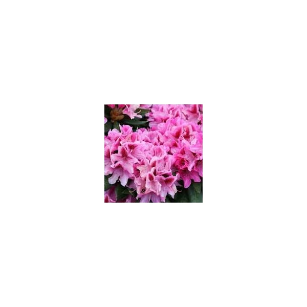 Rhododendron -Graziella K5 30/40