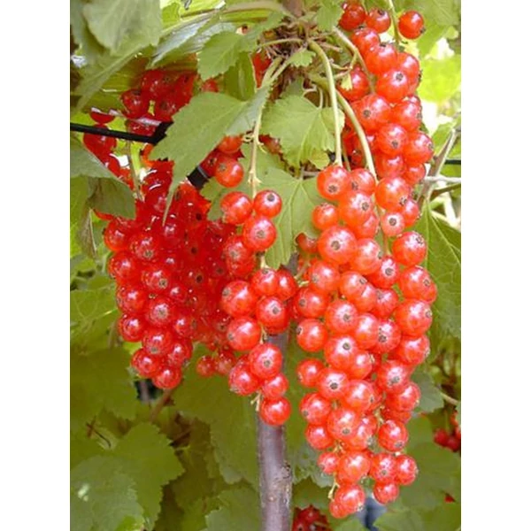Ribes rubrum 'Rosetta' - Piros ribizli K2 30/50