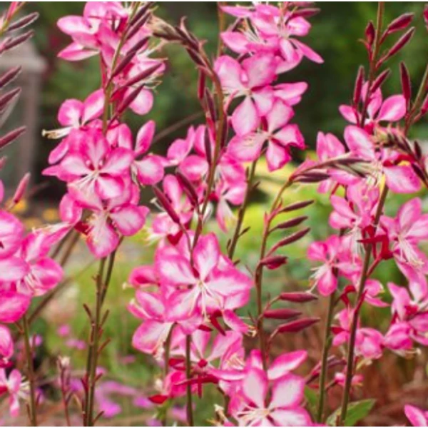 Gaura lindheimeri 'Rosy Jane'- Díszgyertya CS9