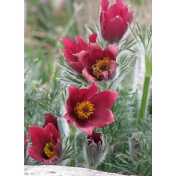 Pulsatilla vulgaris -Rote Glocke nyugati kökörcsin Cs9