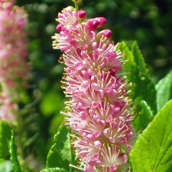 Clethra alnifolia 'Pink Spire' - Borscserje 40/60
