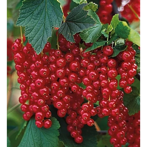 Ribes rubrum 'Rovada' - Piros ribizli K2 30/50