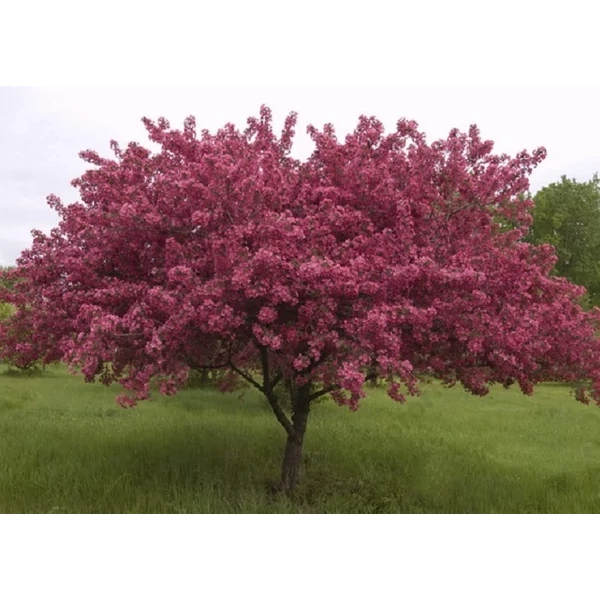 Malus Malus Royalty  Vöröslevelű díszalma K20 8/10