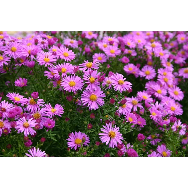 Aster dumosus Rozika - Törpe őszirózsa