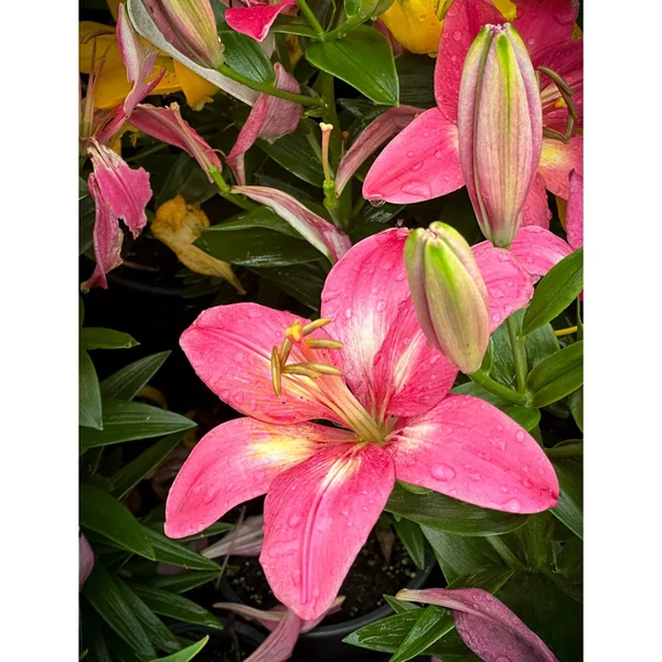 Lilium Asiatic Rozalynn Cs14
