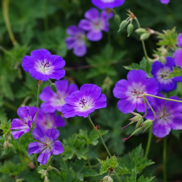 Geranium Rozanne - Gólyaorr CS14