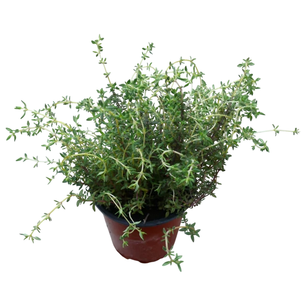 Fűszernövény - Rozmaring Kúszó CS14