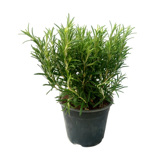 Prémium Fűszernövény Rozmaring EXTRA CS18