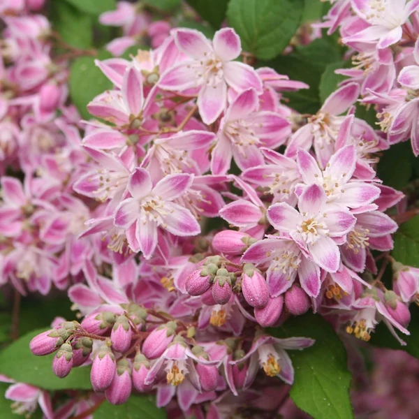 Deutzia x hybrida 'Mont Rose' – Gyöngyvirágcserje 40/60 K 3L