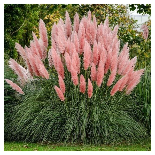 Cortaderia Selloana Rosea - Rózsaszínes pampafű K2