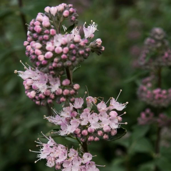 Caryopteris x clandonensis 'Stephi' - Angol kékszakáll rózsaszín 40/60