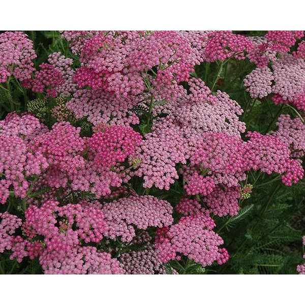 Achillea millefolium Tutti Frutti Pink Grapefruit - Cickafark Cs14