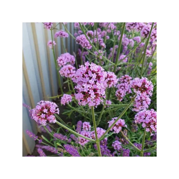 Verbena bonariensis 'Little Cloud'CS14