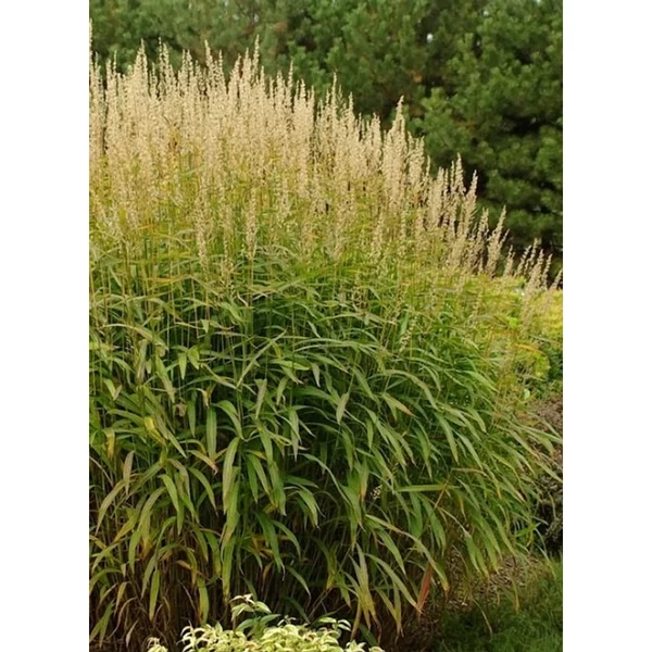 Spodiopogon sibiricus 'West Lake' – Hajtincsfű CS14