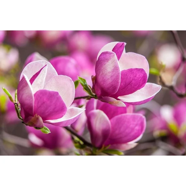 Magnolia Magnolie da fiore– Nagyvirágú liliomfa C9