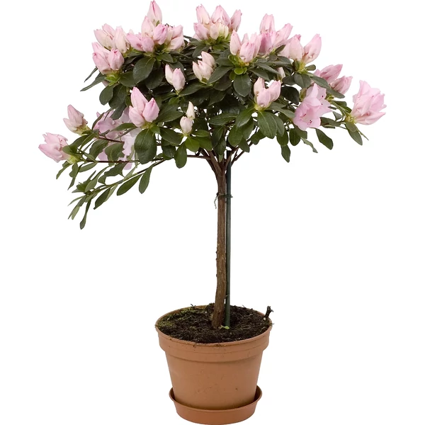 Azalea japonica T - Törzses Japán Azálea K9 T50 