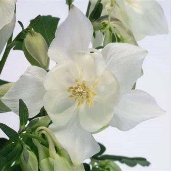 Aquilegia 'Spring Magic  White' - Harangláb D14