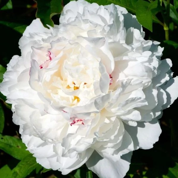 Paeonia lactiflora ‘Vogue’ – lágyszárú bazsarózsa K3l
