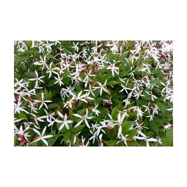 Gillenia trifoliata - Hármaslevelű indiánrózsa Cs14