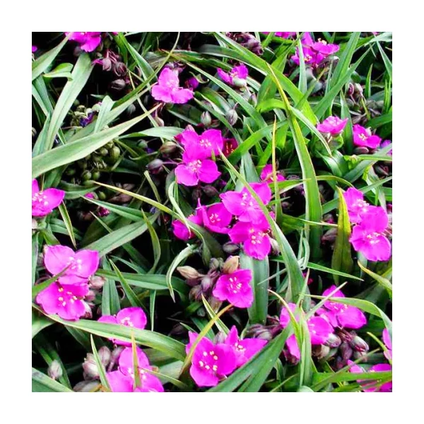 Tradescantia x andersoniana Rubra - kerti pletyka cs14
