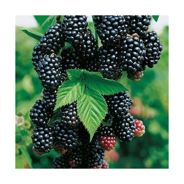 Rubus fruticosus 'Black Satin' - Fekete szeder, tüskétlen nagy termésű K2 40/50