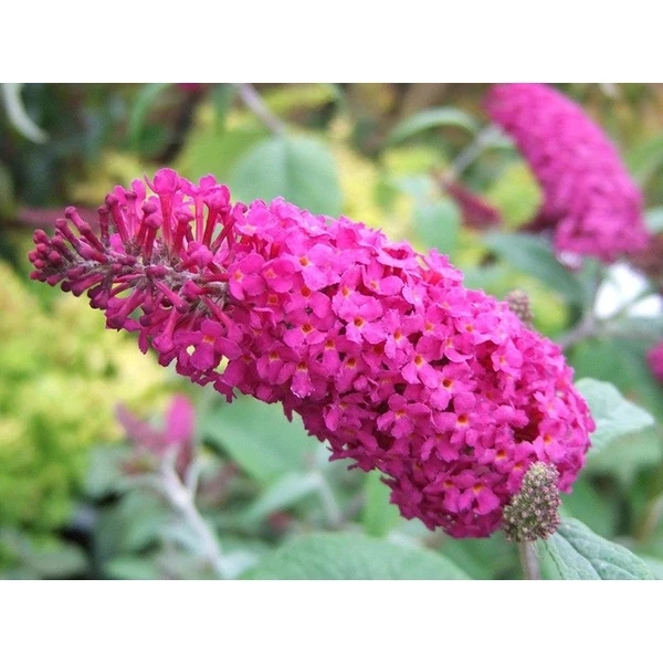Buddleja ‘Miss Ruby’nyáriorgona K2L 20/40
