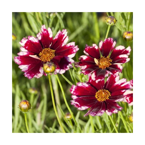 Coreopsis Ruby Red - Menyecskeszem CS14