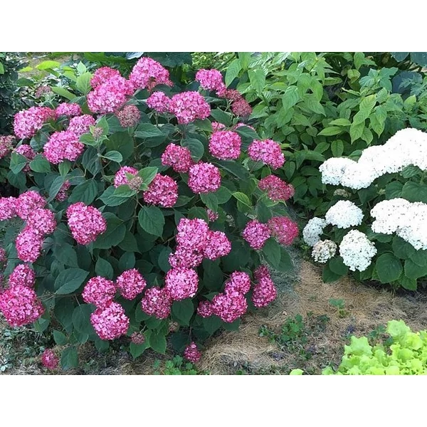 Hydrangea arborescens ‘Ruby Annabelle’ – Pirosas virágú cserjés hortenzia P19 40/60