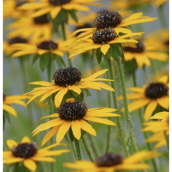 Rudbeckia fulgida var. deamii - Pompás kúpvirág 9x9 cm