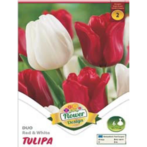 Tulipán virághagyma 6-db-os Duo red white