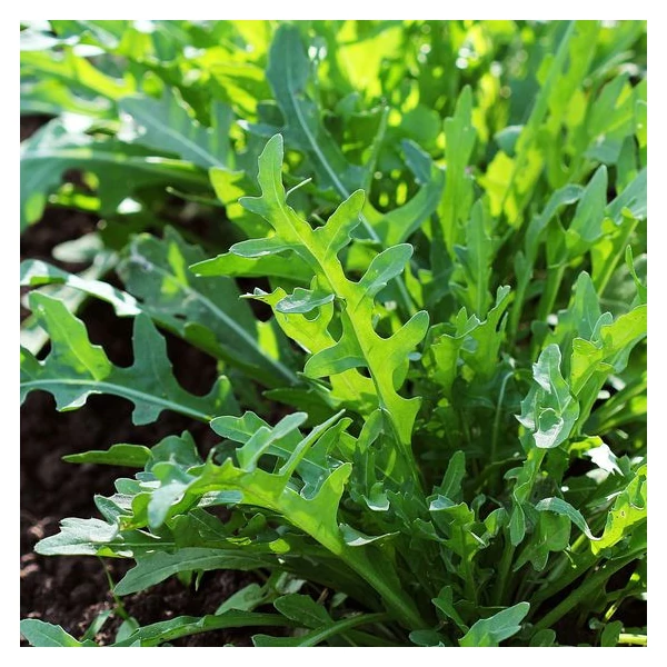 Prémium Palánta Rukkola CS14