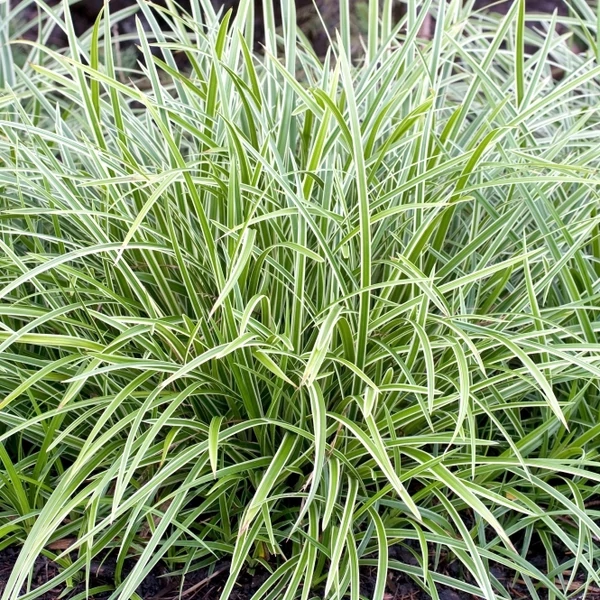 Carex morrowii Ice Dance sás K2