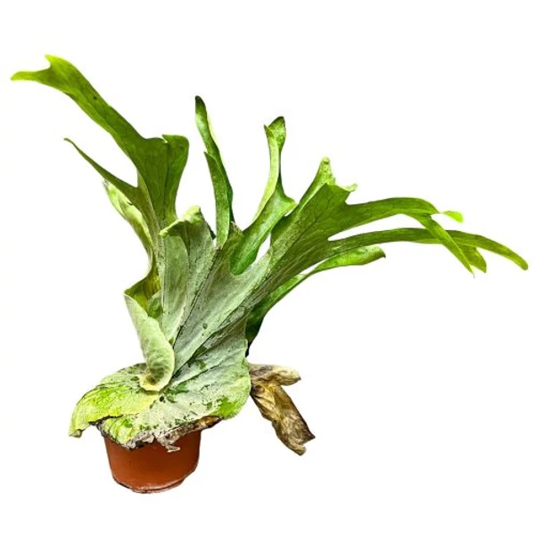 Platycerium bifurcatum - Szarvasagancspáfrány CS12