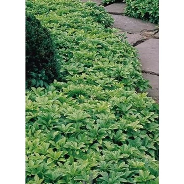 Pachysandra terminalis - Japán kövérke Cs9