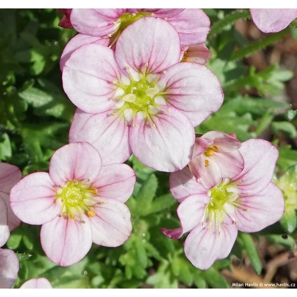 Saxifraga arendsii Alpino Early Magic Salamon- Kőtörőfű CS17