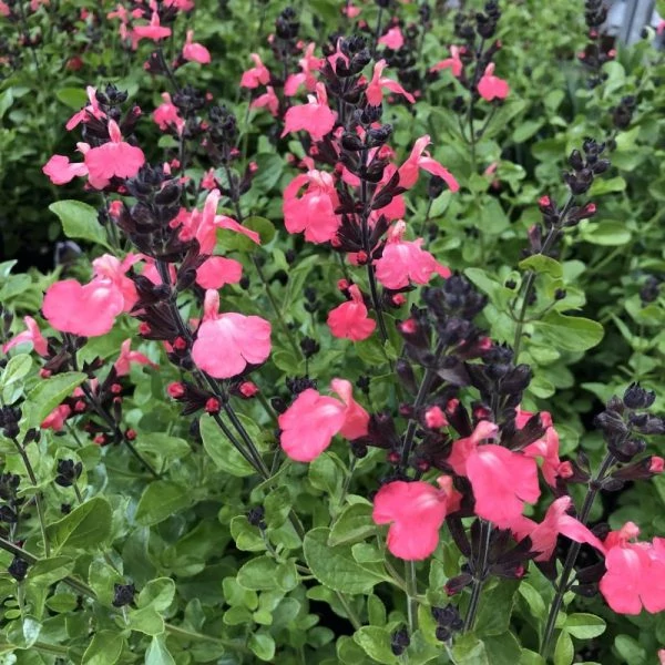 Salvia greggii Mirage Salamon -  Őszi zsálya CS14