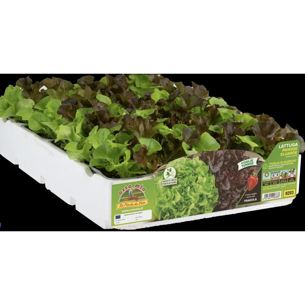 Palánta Pakk Tölgyfalevél saláta mix Belgrade/Bridenice 9db/pakk SK