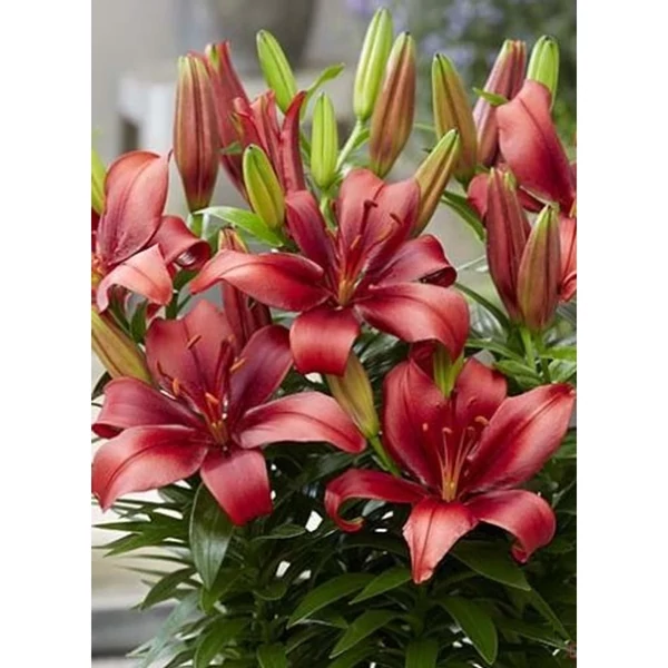 Lilium Asiatic Salinero Cs14