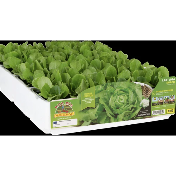 Palánta Pakk zöld Spencer vajsaláta 9db/pakk