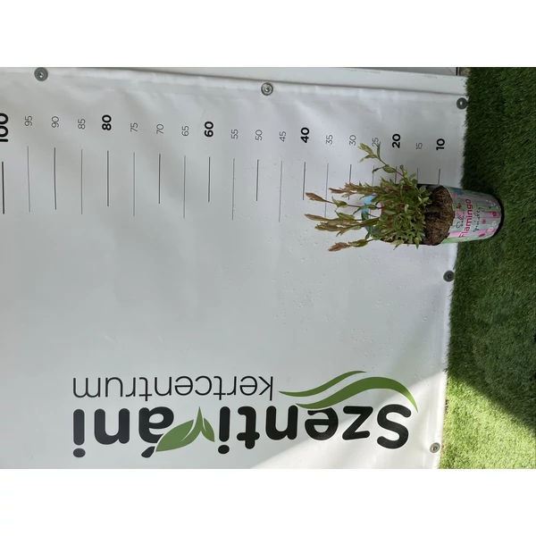 Salix in. flamingo - Tarkalevelű japánfűz 40