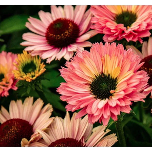 Echinacea purpurea SunSeekers Salmon - Kasvirág CS14