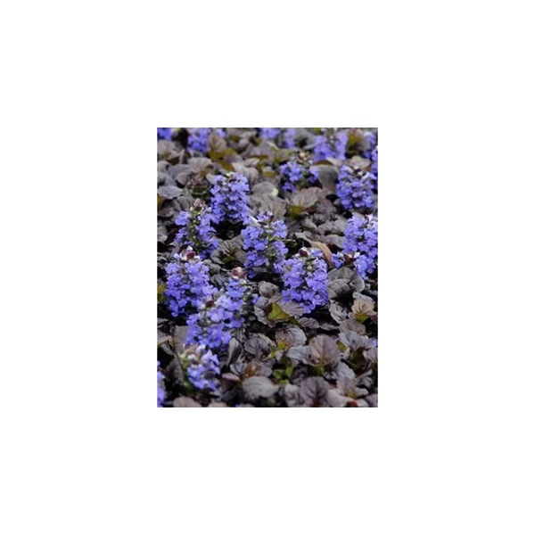 Ajuga reptans 'Black Scallop'-Indás Infű CS9