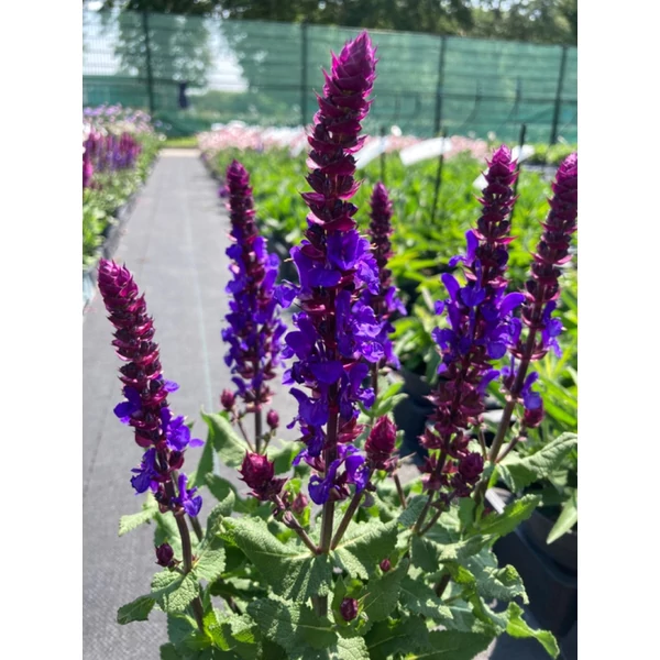 Salvia nemorosa 'Marvel Dark Blue' -  Lligeti zsálya CS14