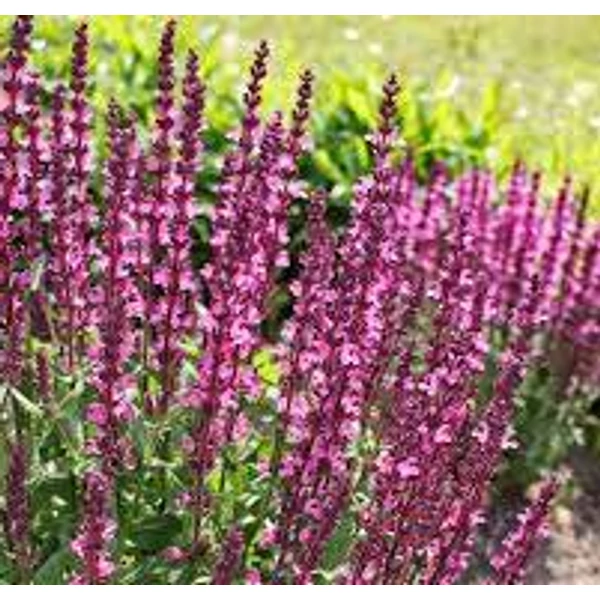 Salvia nemorosa Pink Beauty -  Ligeti zsálya CS14