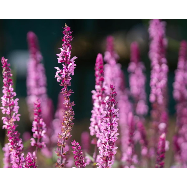 Salvia nemorosa ‘Caradonna Pink’ – Rózsaszín kerti zsálya CS9