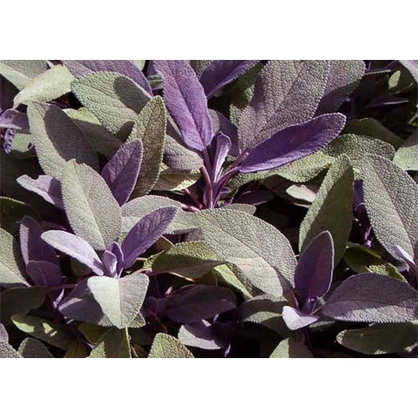 Salvia officinalis Purpurascens -  Lilás lombú orvosi zsálya CS14