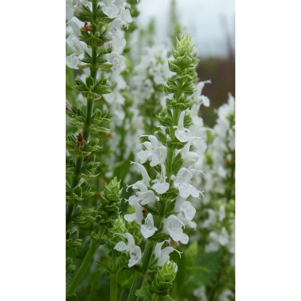 Salvia nemorosa 'Sensation Medium White' - Ligeti zsálya Cs14