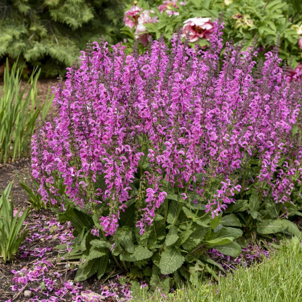 Salvia pratensis Fashionista Pretty in Pink - Mezei zsálya pink CS14