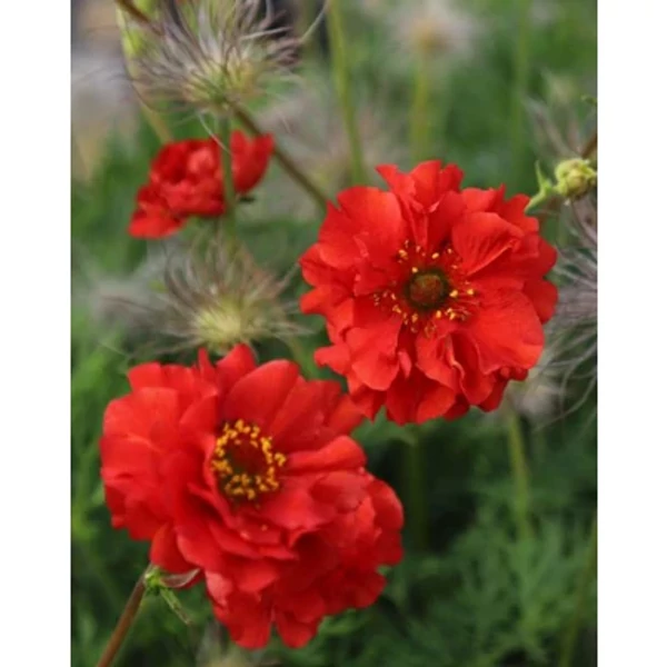 Geum Samba Sunset Gyömbérgyökér Cs14